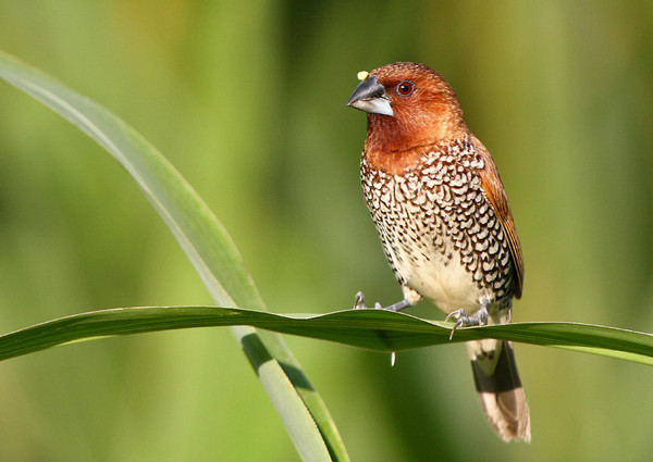 Superbes images d'oiseaux