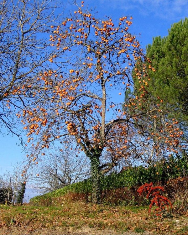 Paysages d'automne