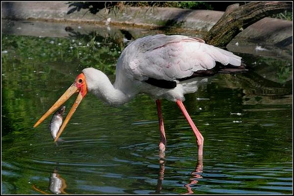 Superbes images d'oiseaux