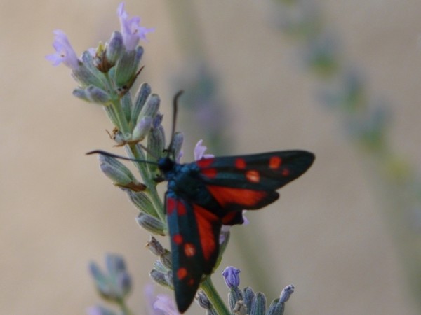 Superbes papillons