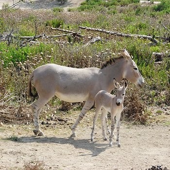 Belle famille