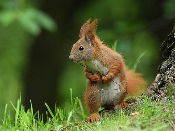 Belles images d'ecureuils