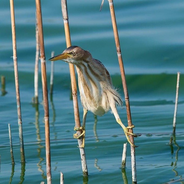 Superbes images d'oiseaux