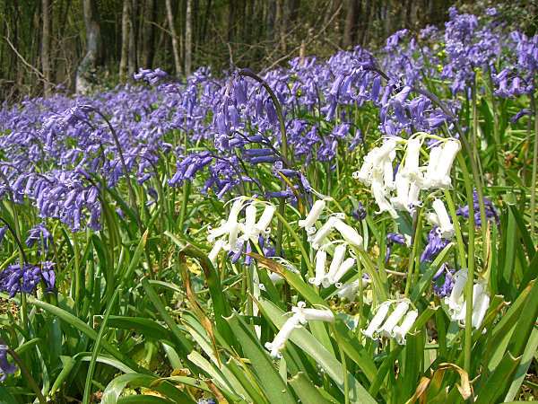 Paysages -Printemps -Eté