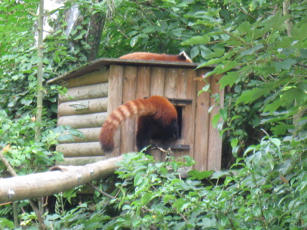 Zoo d'Amiens-2012