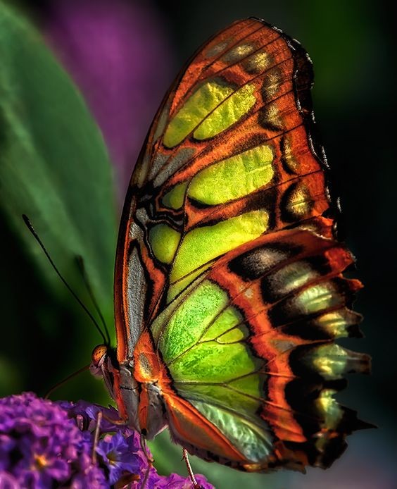 Superbe papillon