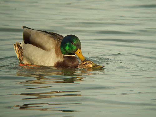 Superbes images d'oiseaux