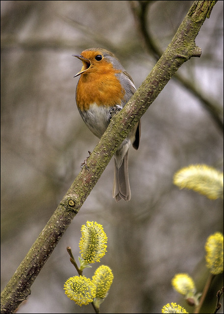 Superbes images d'oiseaux