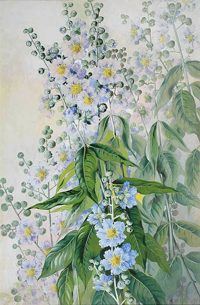 Marion Ellis Rowan -Peintre naturaliste