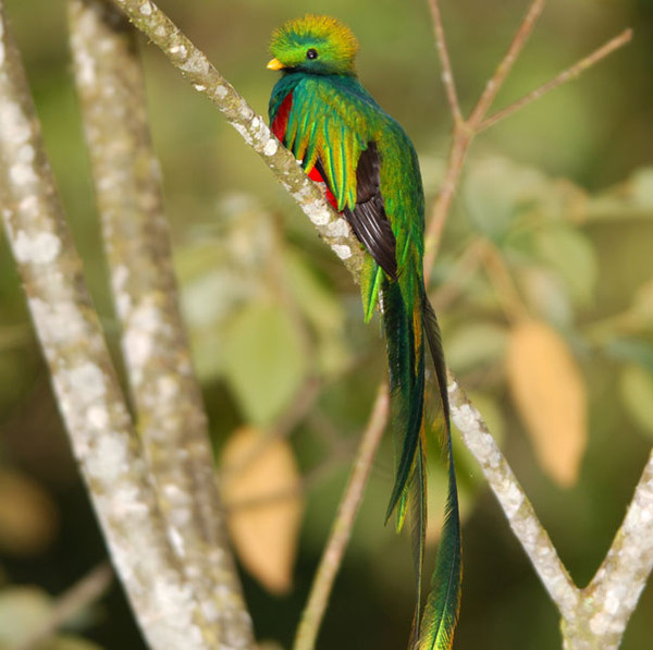 Superbes images d'oiseaux