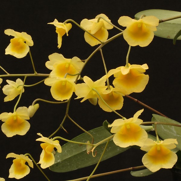 Fleurs d' Orchidées