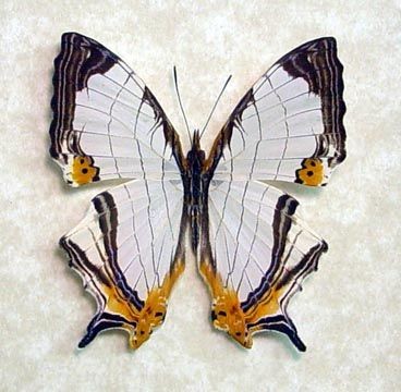 Superbe  papillon 