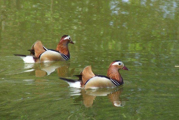 Superbes images d'oiseaux