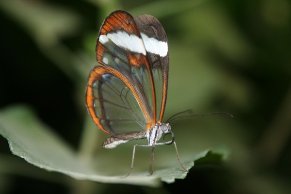 Superbes papillons