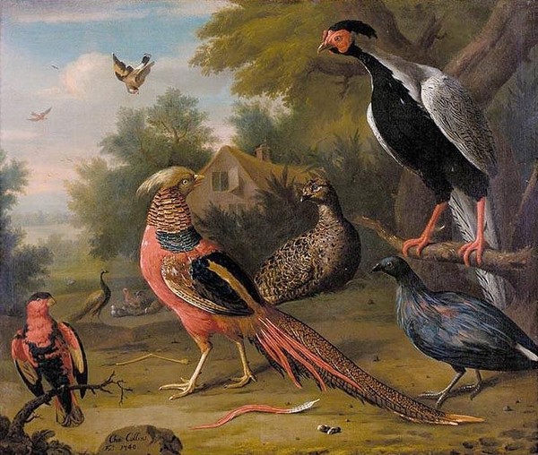 Superbes peintures  d'oiseaux