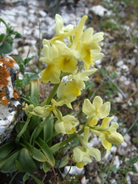 Fleurs d'Orchidées