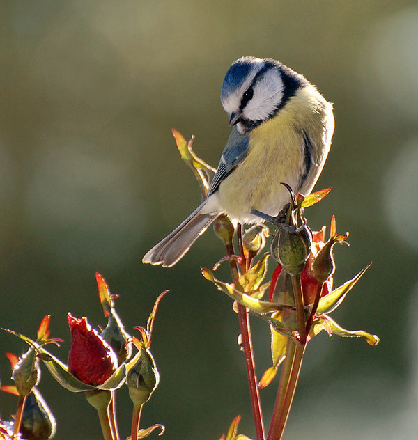 Superbes images d'oiseaux