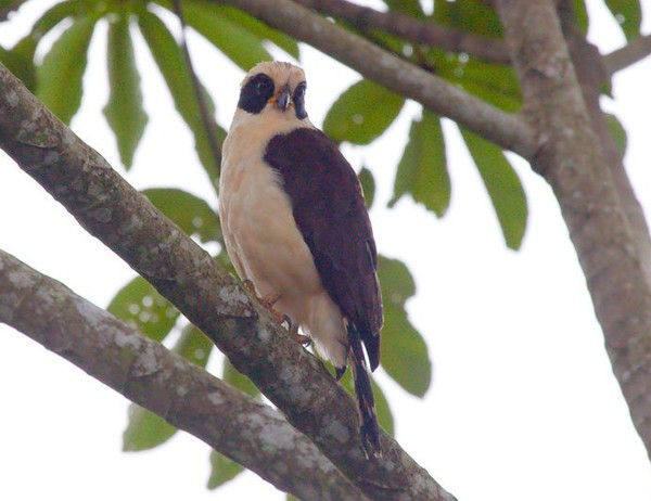 Superbes images d'oiseaux