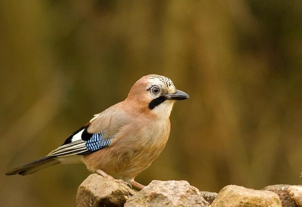 Superbes images d'oiseaux