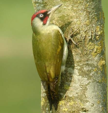 Superbes images d'oiseaux