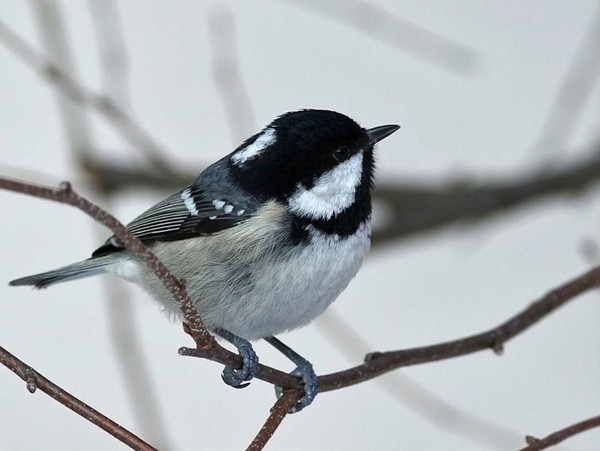 Superbes images d'oiseaux