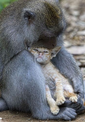 Animaux insolites