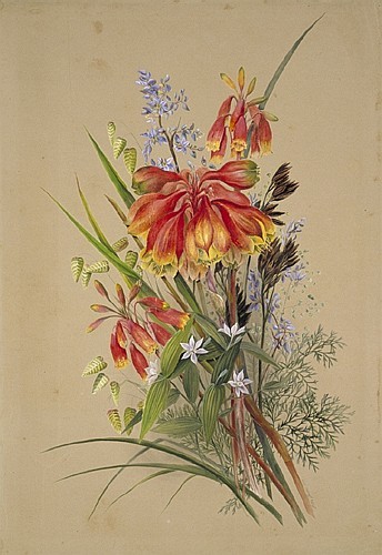 Marion Ellis Rowan peintre naturaliste