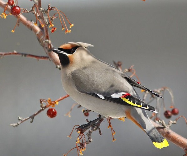 Superbes images d'oiseaux