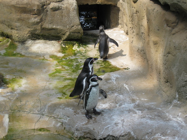 Zoo d'Amiens -2012