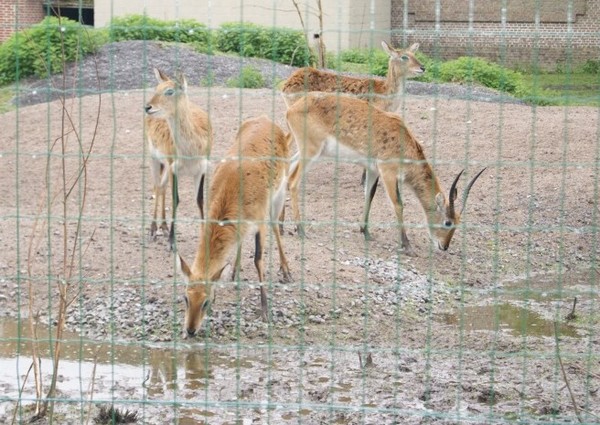 Zoo d'Amiens -2012