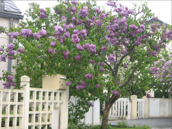 Paysages -Printemps -Eté