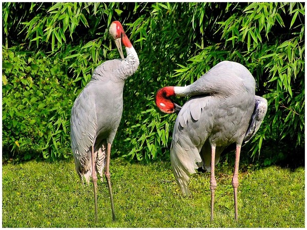 Superbes images d'oiseaux