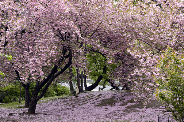 Paysages -Printemps -Eté