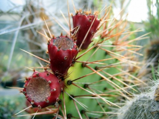 Fleurs de Cactus