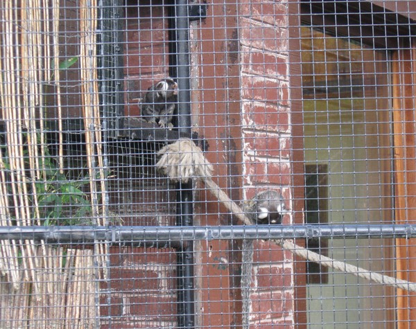 Zoo d'Amiens-2012