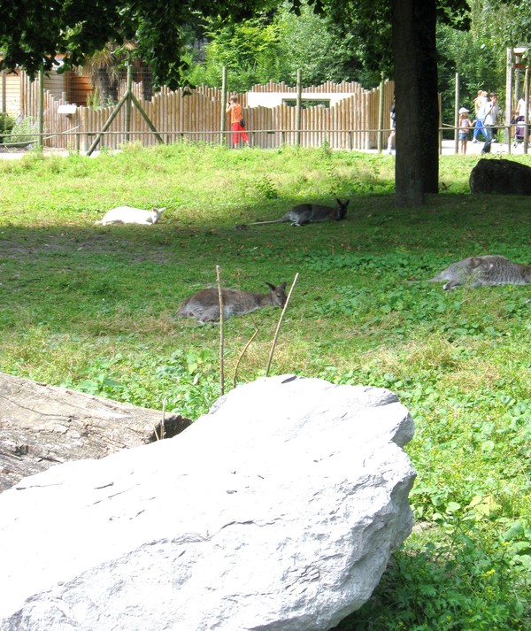 Zoo d'Amiens-2012