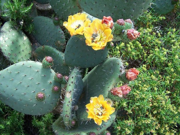 Fleurs de Cactus