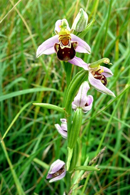 Fleurs d' Orchidées