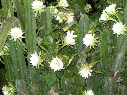 Fleurs de Cactus