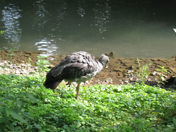 Zoo d'Amiens-2012