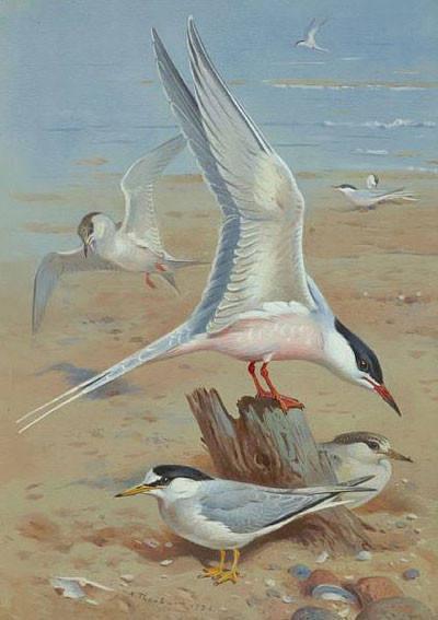 Superbes peintures d'oiseaux