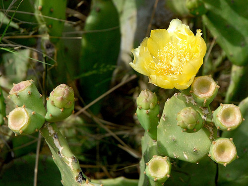 Fleurs de Cactus