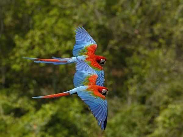 Superbes images d'oiseaux