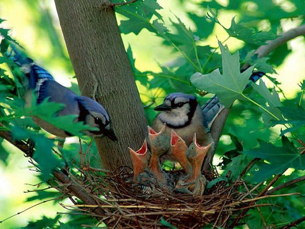 Superbe image d'oiseaux