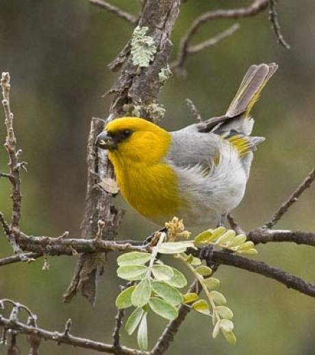 Superbes images d'oiseaux