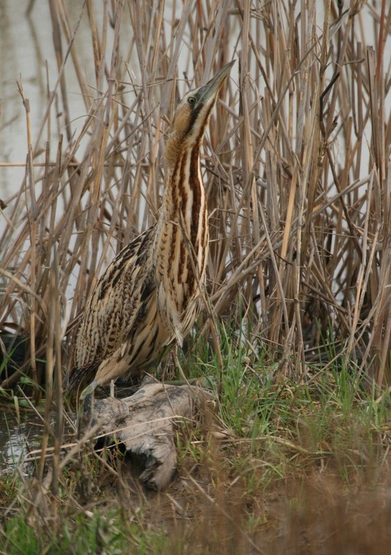 Superbes images d'oiseaux