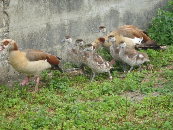 Superbes images d'oiseaux