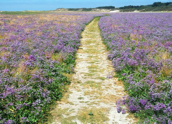 Plage de Picardie