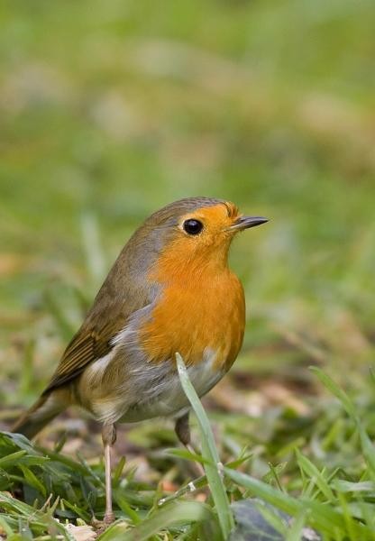 Superbes images d'oiseaux