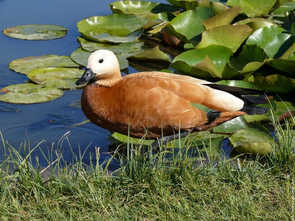 Superbe image d'oiseaux